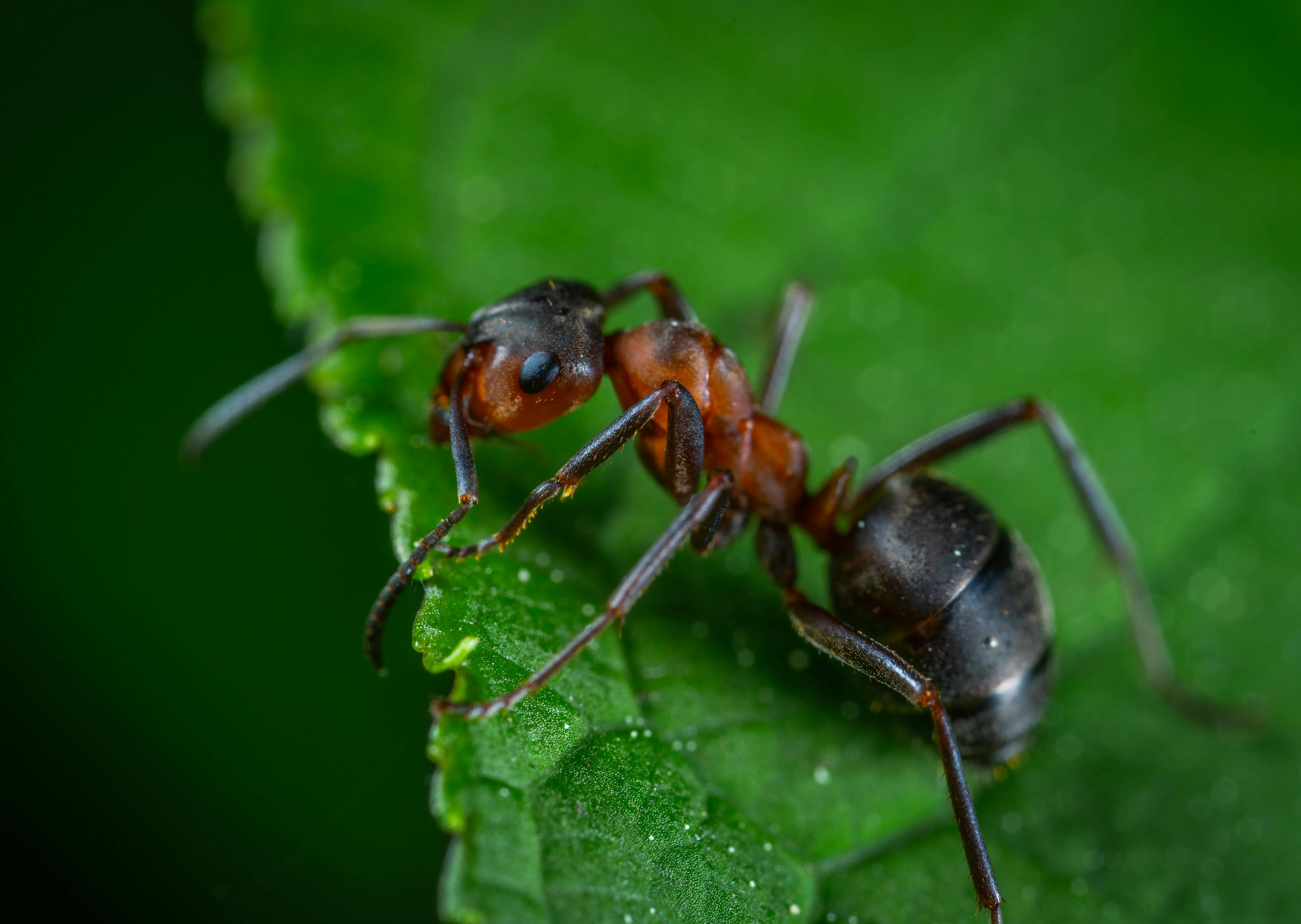 Closeup of an ant on a leaf