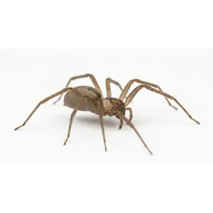 Brown Recluse Spiders