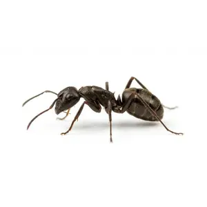Carpenter Ants