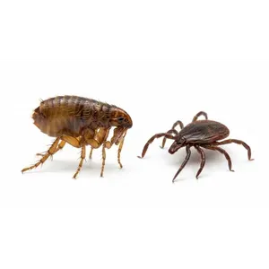 Fleas & Ticks