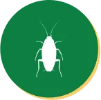 Cockroach Control