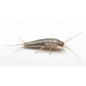 Silverfish