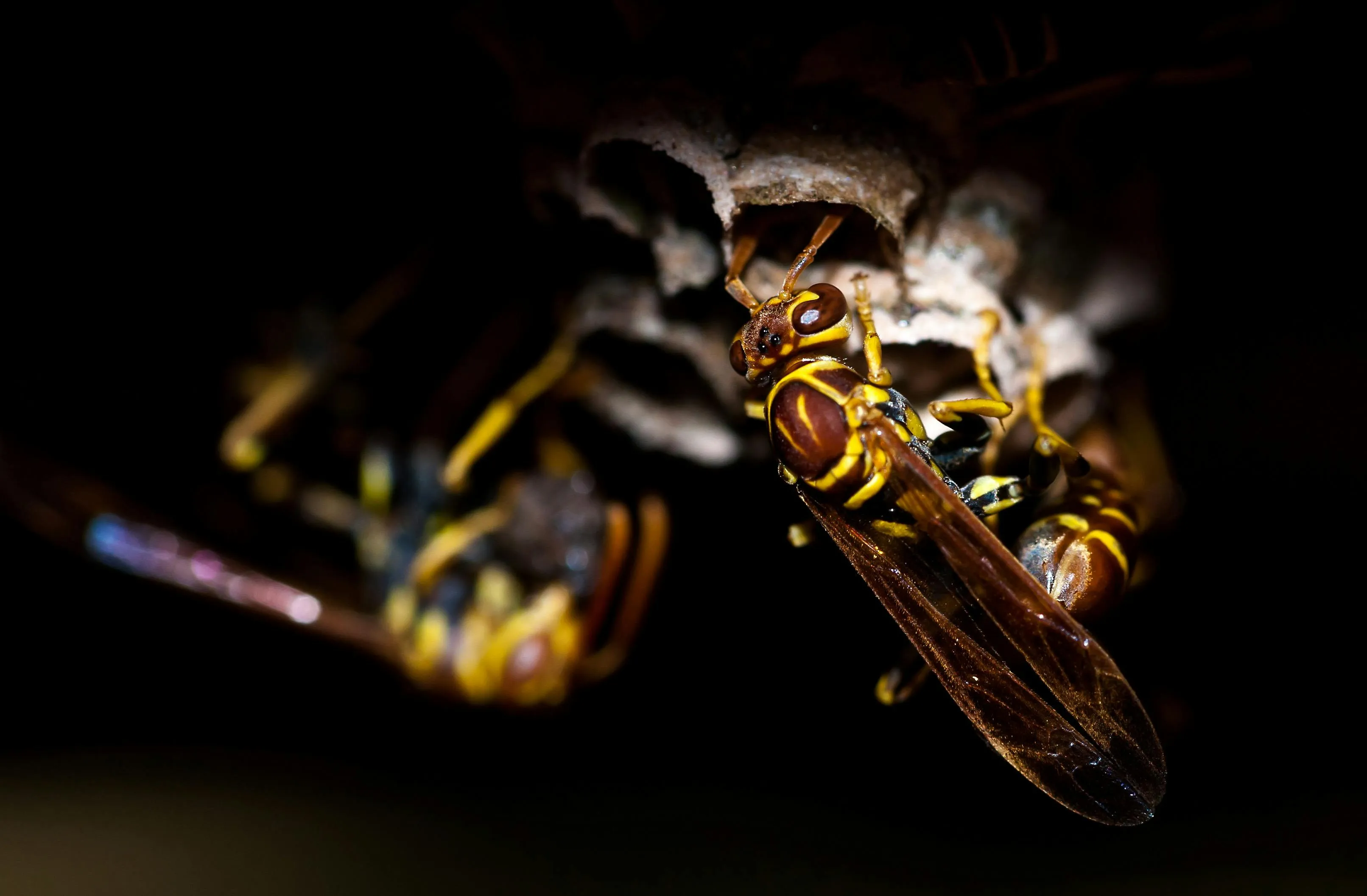 Wasps on a nest
