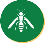 Wasp Control & Nest Removal