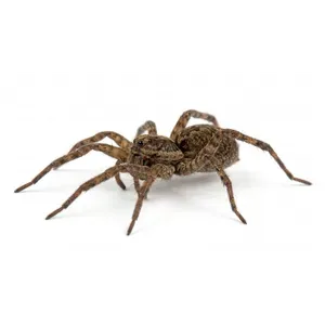 Wolf Spiders